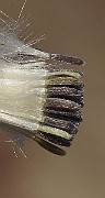 IMG_0916
