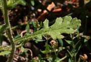 IMG_1652