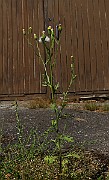 IMG_1660