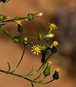 IMG_6257
