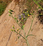 IMG_6258