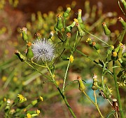 IMG_6260