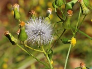IMG_6260b