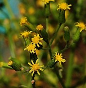 IMG_6265