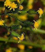 IMG_6266