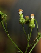 IMG_6268