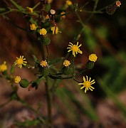 IMG_6309