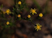IMG_6310