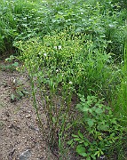 IMG_9321