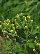 IMG_9323