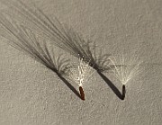 IMG_9440