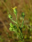 IMG_1764