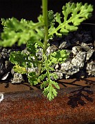 IMG_1766