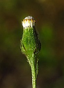 IMG_1768