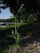 IMG_3442