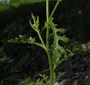 IMG_3442b