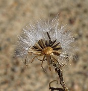 IMG_3957