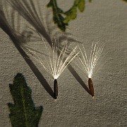 IMG_9439