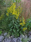 IMG_5323