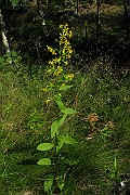IMG_8125