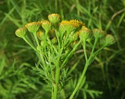 IMG_0160
