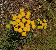 IMG_0953