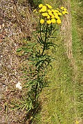IMG_0954