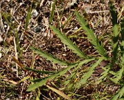 IMG_0955