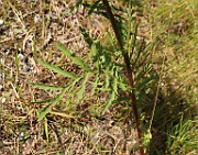 IMG_0956
