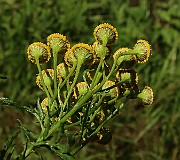 IMG_0957