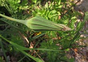 IMG_7100