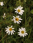 IMG_0444