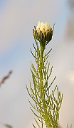 IMG_0469