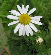 IMG_3686