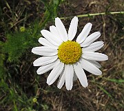 IMG_7347