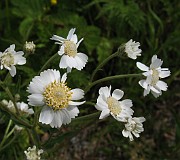 Achillea ptarmica