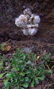 Antennaria dioica