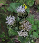 Arctium minus forma album