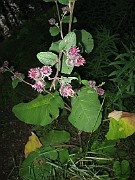 Arctium tomentosum