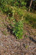 Artemisia vulgaris subsp. coarctata