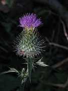 Cirsium vulgare