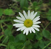 Leucanthemum vulgare