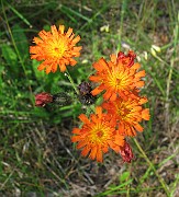 Pilosella aurantiaca