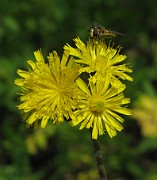Pilosella cymosa subsp. cymosa