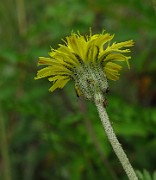 Pilosella officinarum subsp pilosella