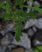 Senecio sylvaticus