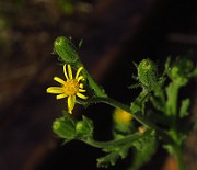 Senecio viscosus