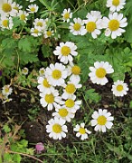 Tanacetum parthenium