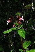 IMG_2424