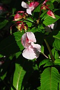 IMG_2426